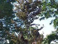 k-Bad Muskau 20180729 113517 (23)